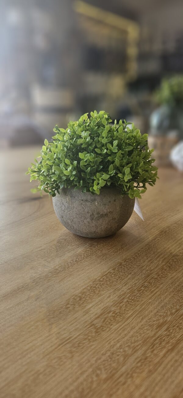 Vaso com planta