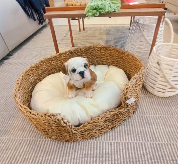Cesto cama pet modelo 2